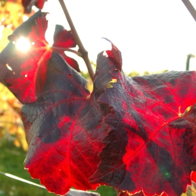 10220031 Fruehburgunderblatt gegenlicht